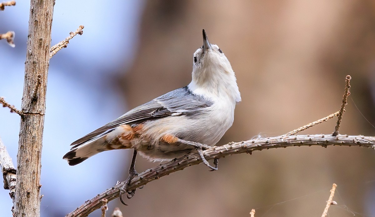 White-breasted Nuthatch - ML642747988
