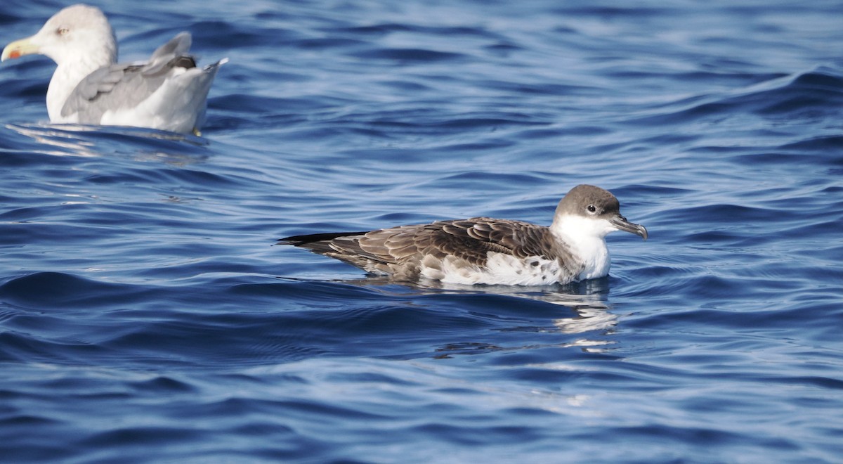 Great Shearwater - ML642747996