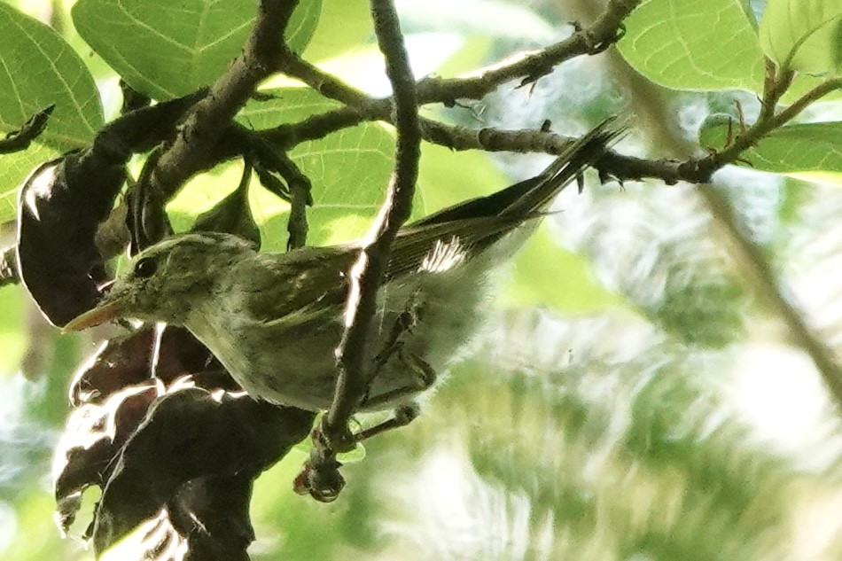 Western Crowned Warbler - ML642748009