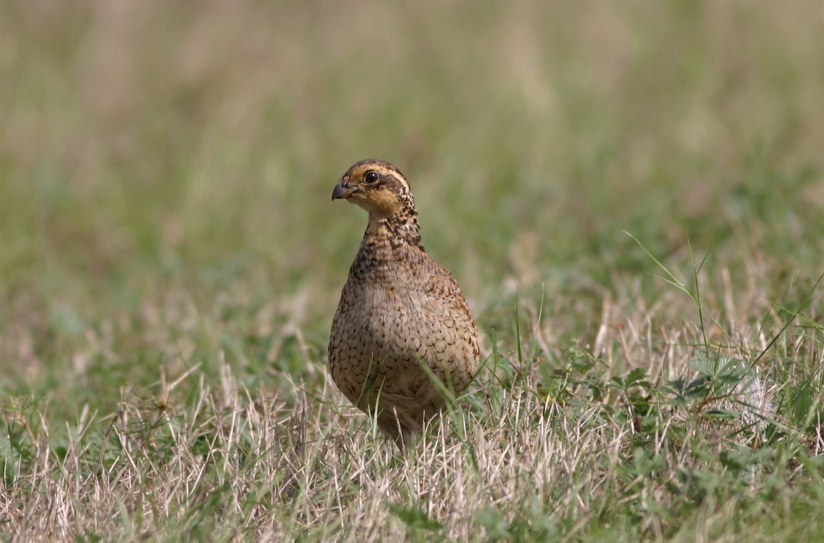 Northern Bobwhite - Shai Mitra