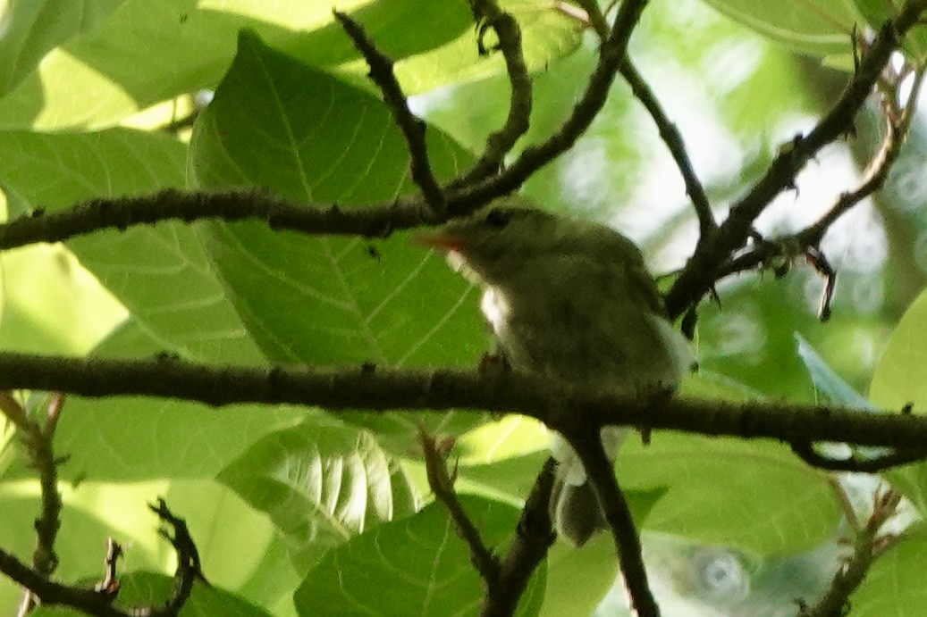 Western Crowned Warbler - ML642748010