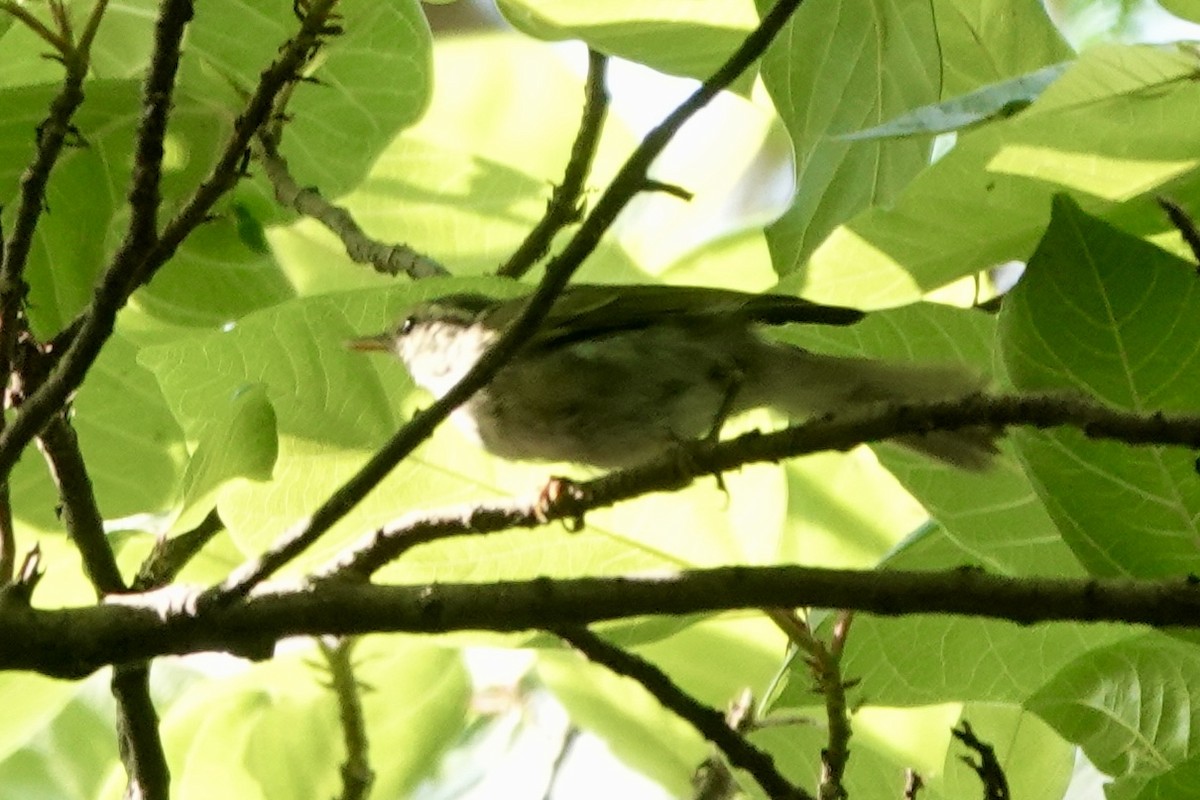 Western Crowned Warbler - ML642748011