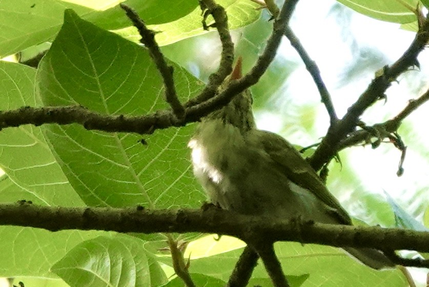 Western Crowned Warbler - ML642748012