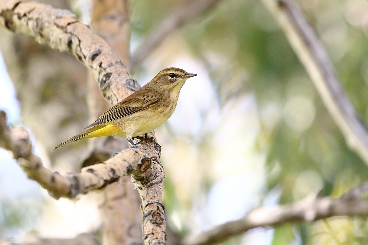 Palm Warbler - ML642748039