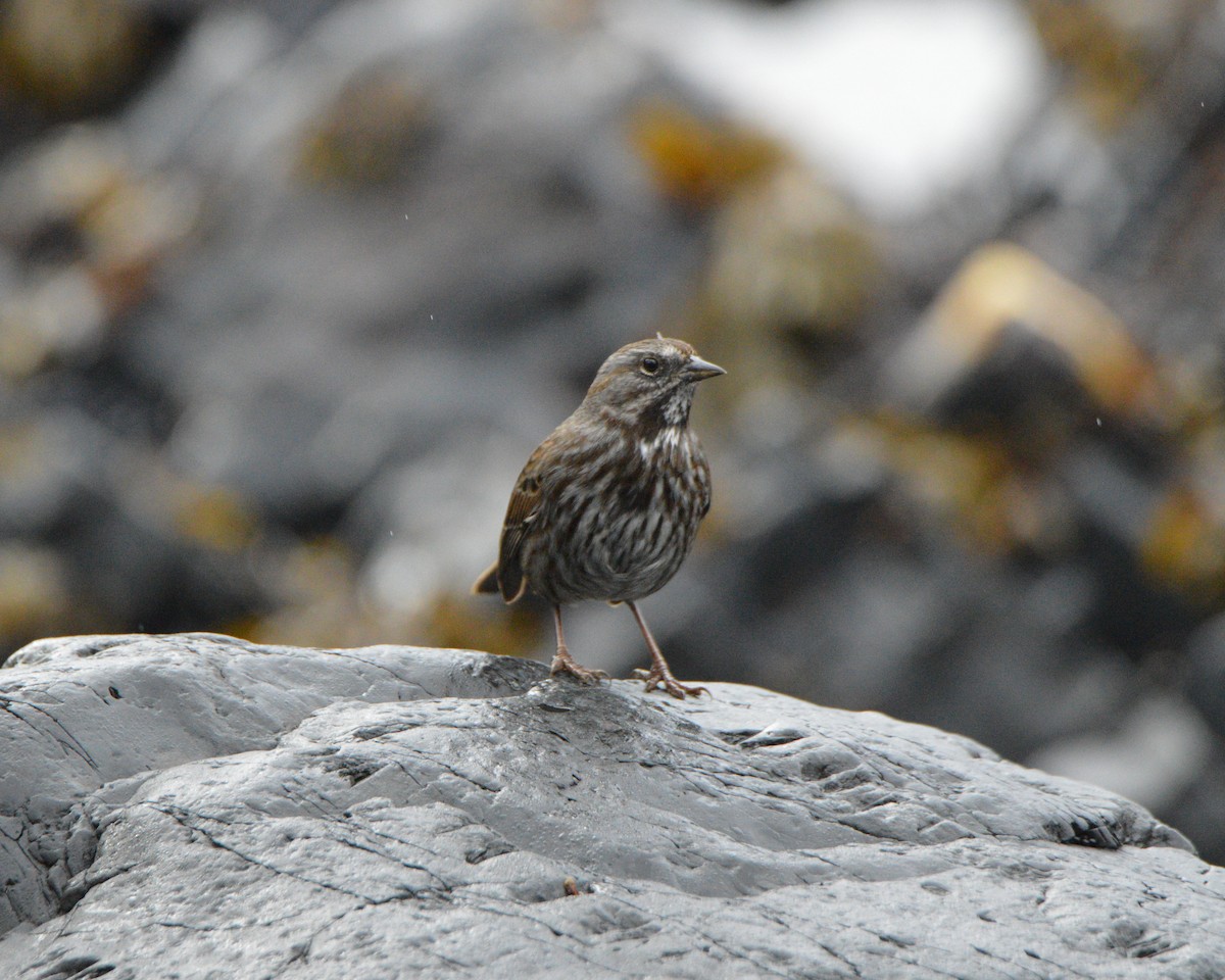 Song Sparrow - ML642748055