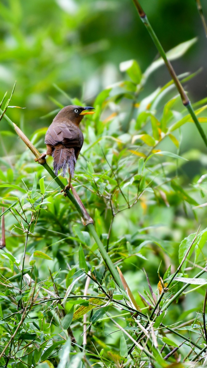 Rufous Babbler - ML642748071