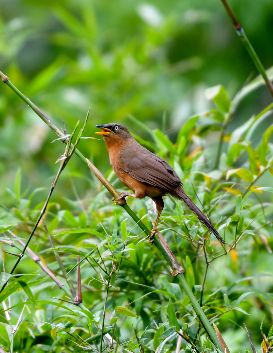 Rufous Babbler - ML642748072