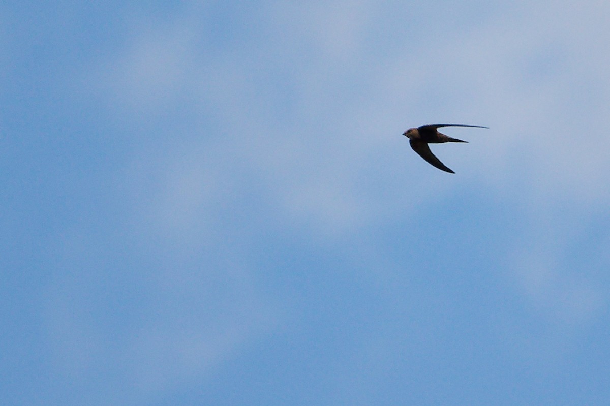 Pallid Swift - ML642748081