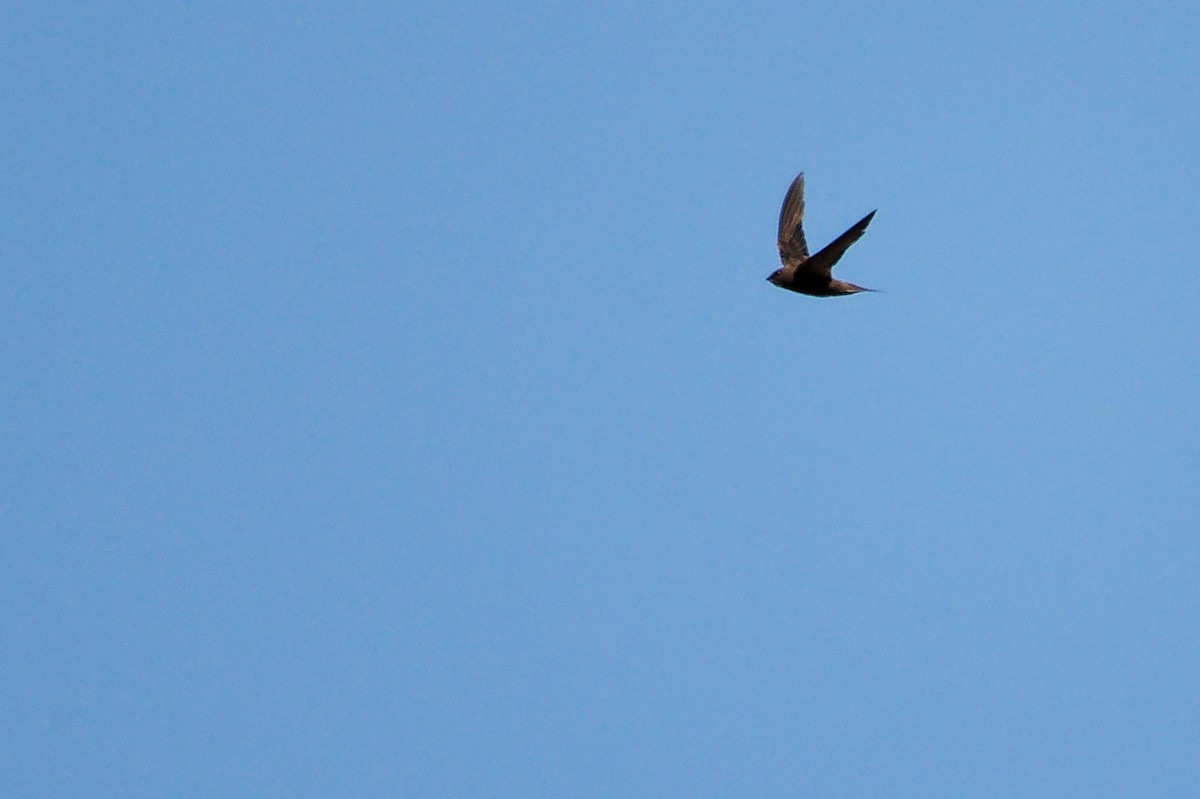 Pallid Swift - ML642748082