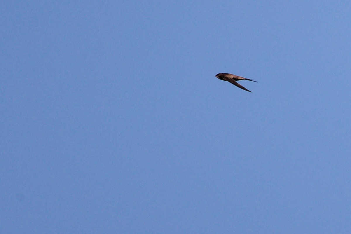 Pallid Swift - ML642748084