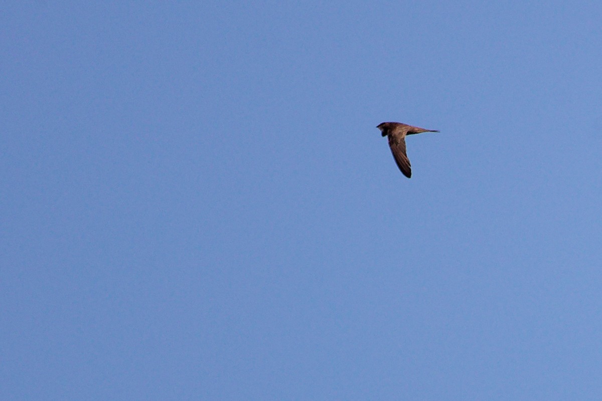 Pallid Swift - ML642748085