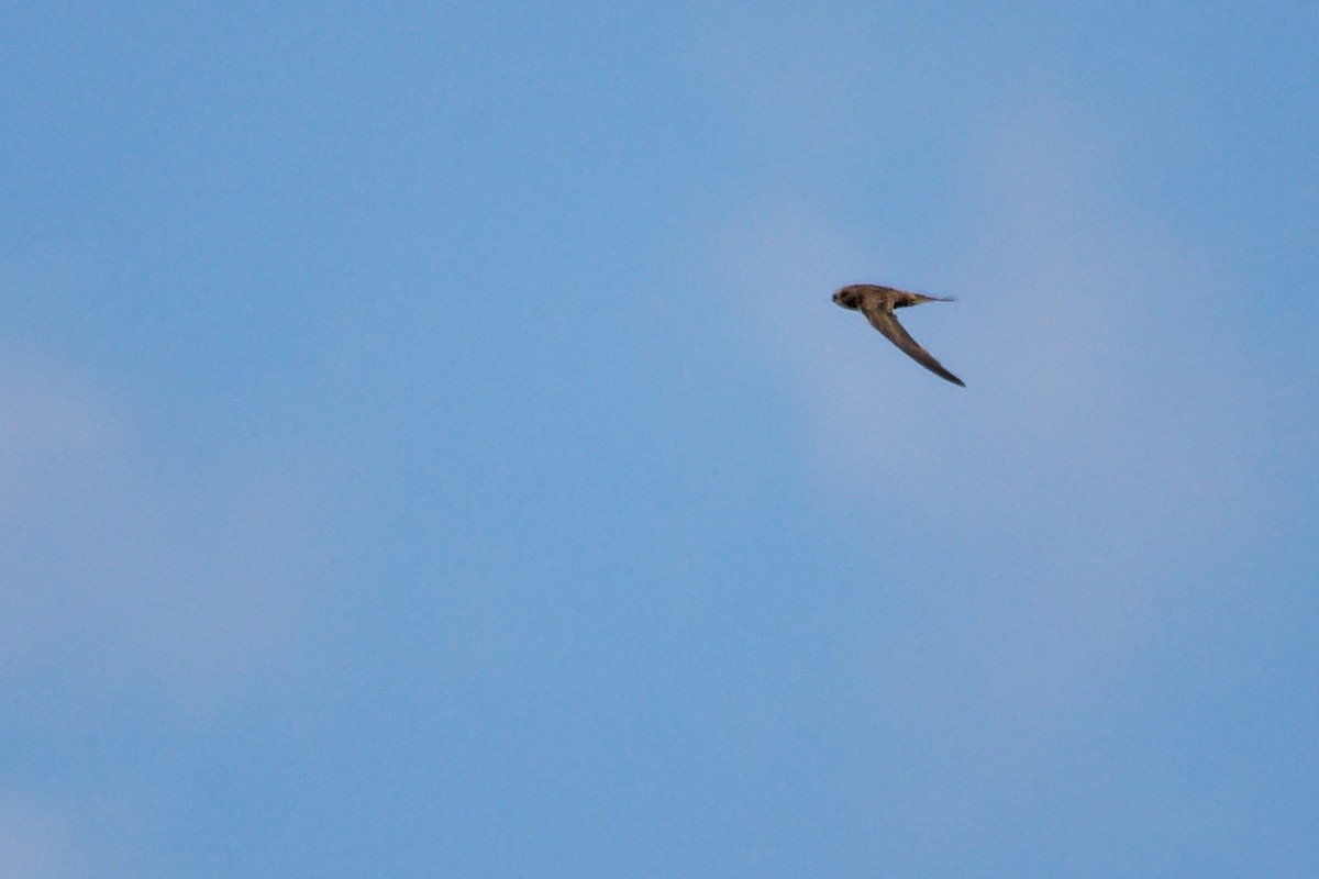 Pallid Swift - ML642748086