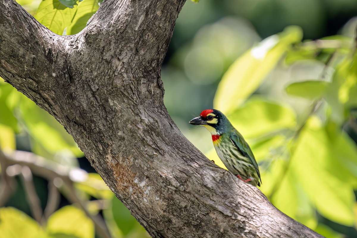 Coppersmith Barbet - ML642748088