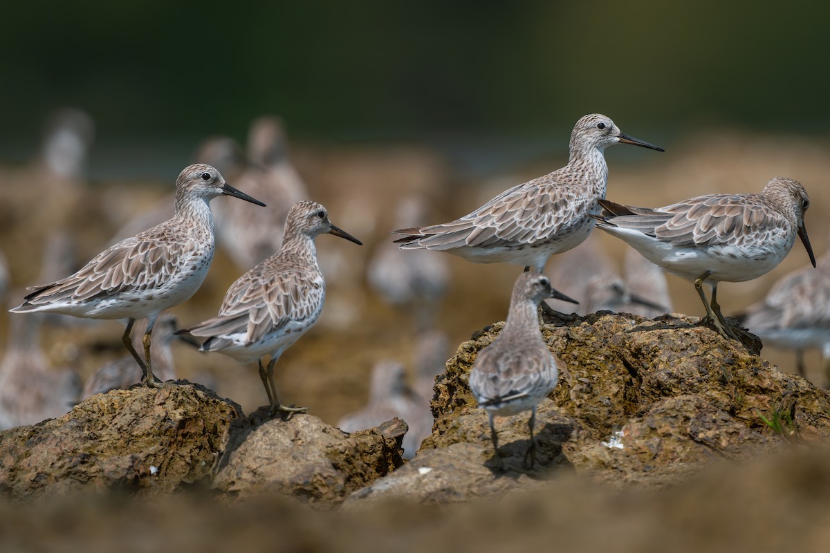 Great Knot - ML642748107