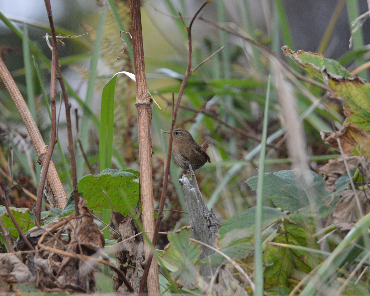 Pacific Wren - ML642748108