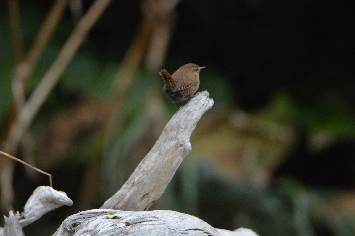 Pacific Wren - ML642748109