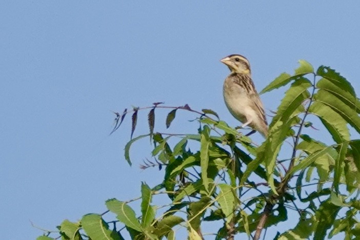 Black-breasted Weaver - ML642748137