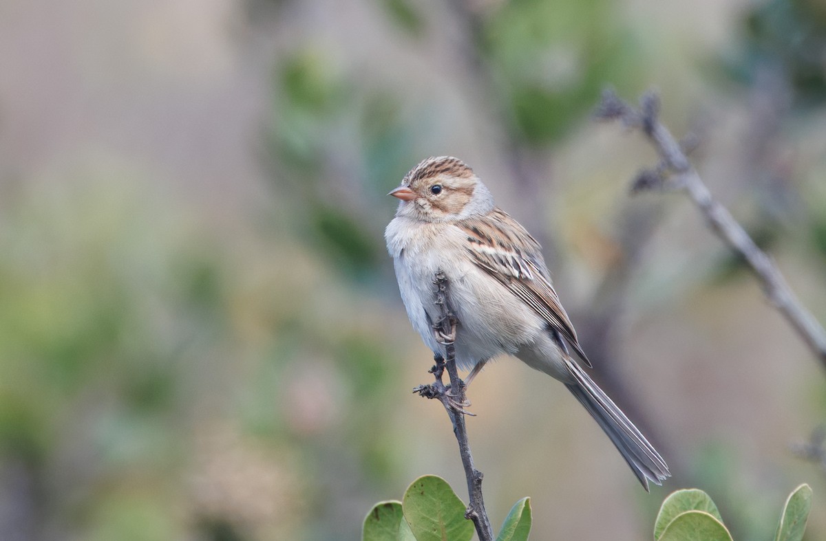 Clay-colored Sparrow - John Callender