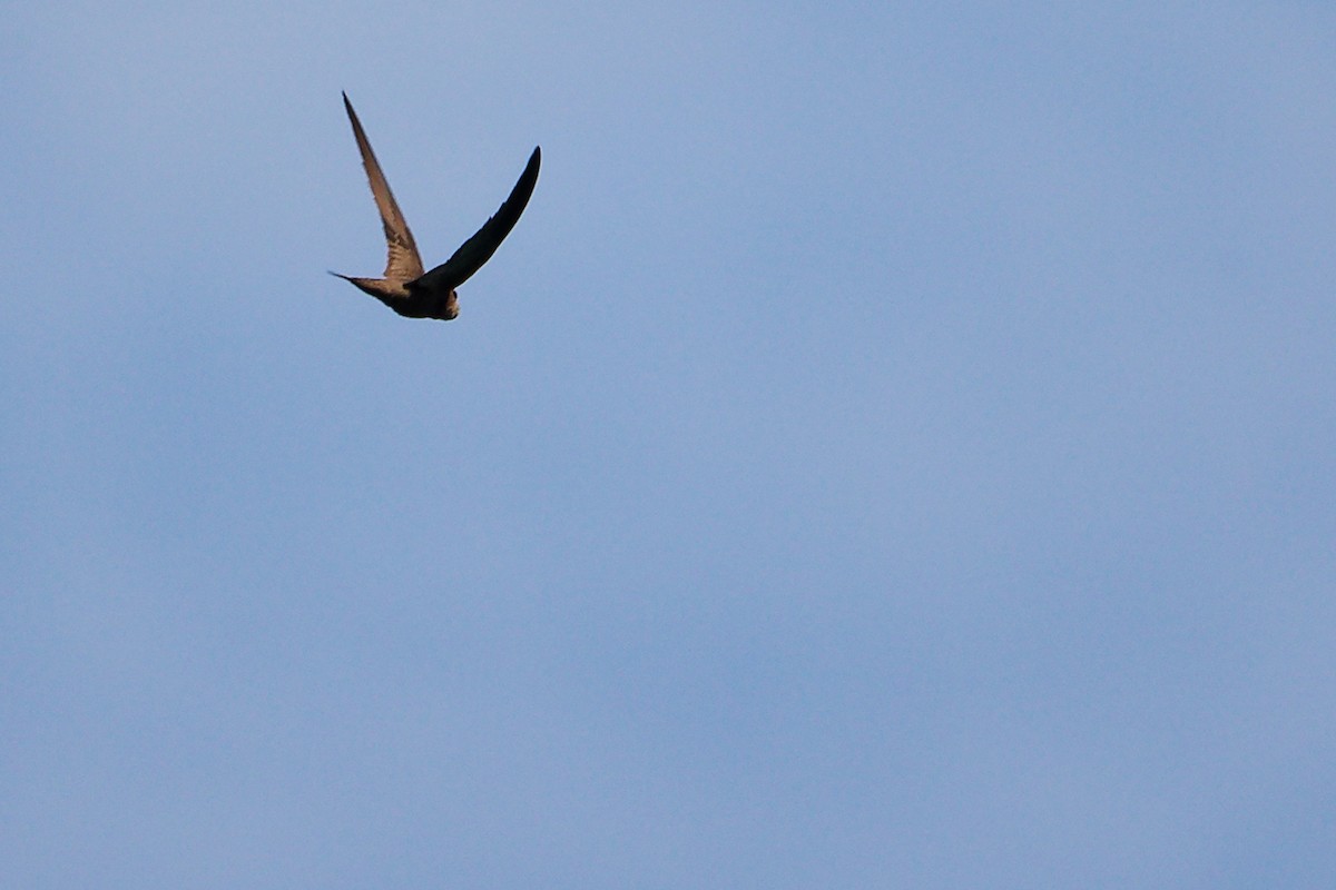 Pallid Swift - ML642748159