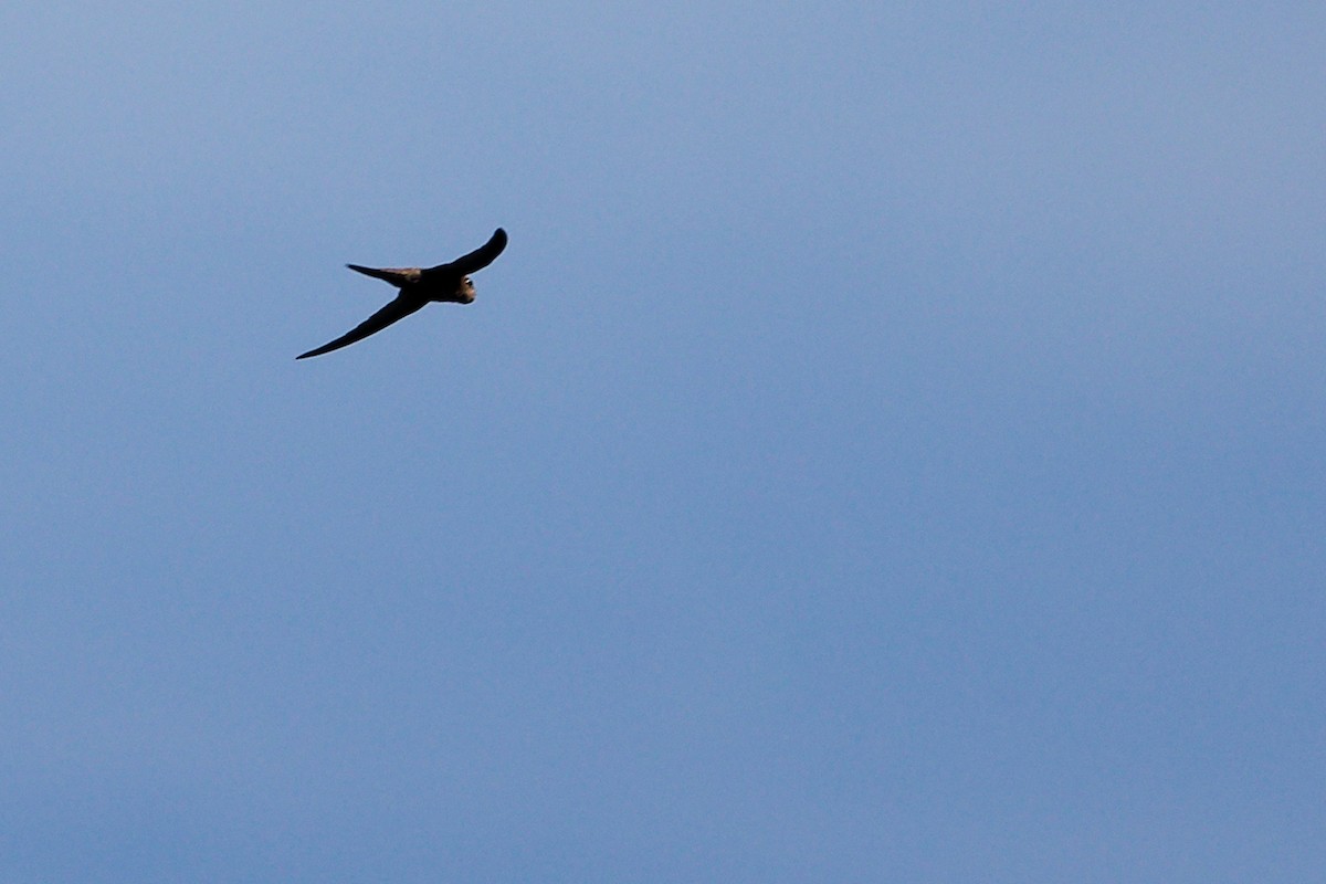 Pallid Swift - ML642748160