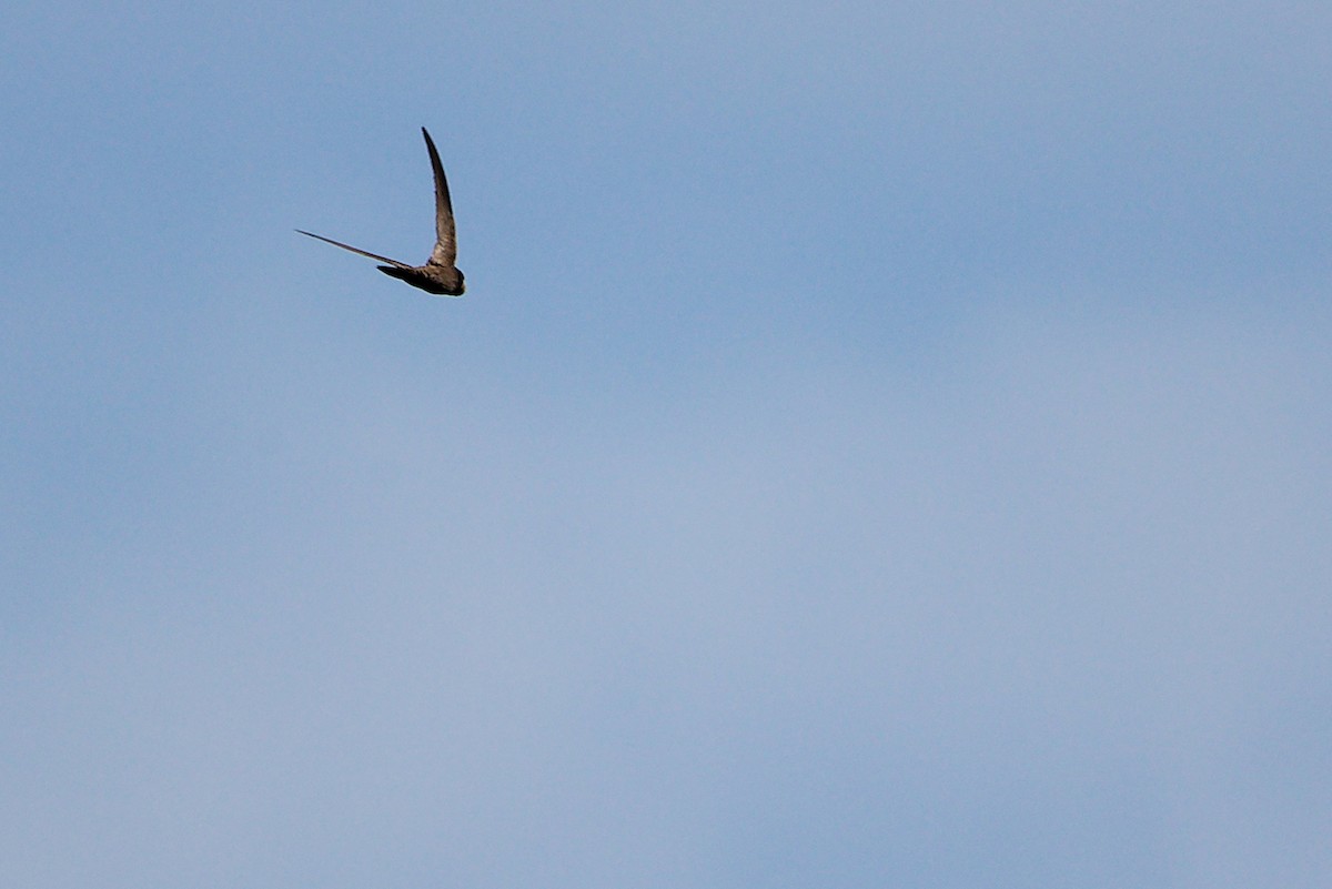Pallid Swift - ML642748161