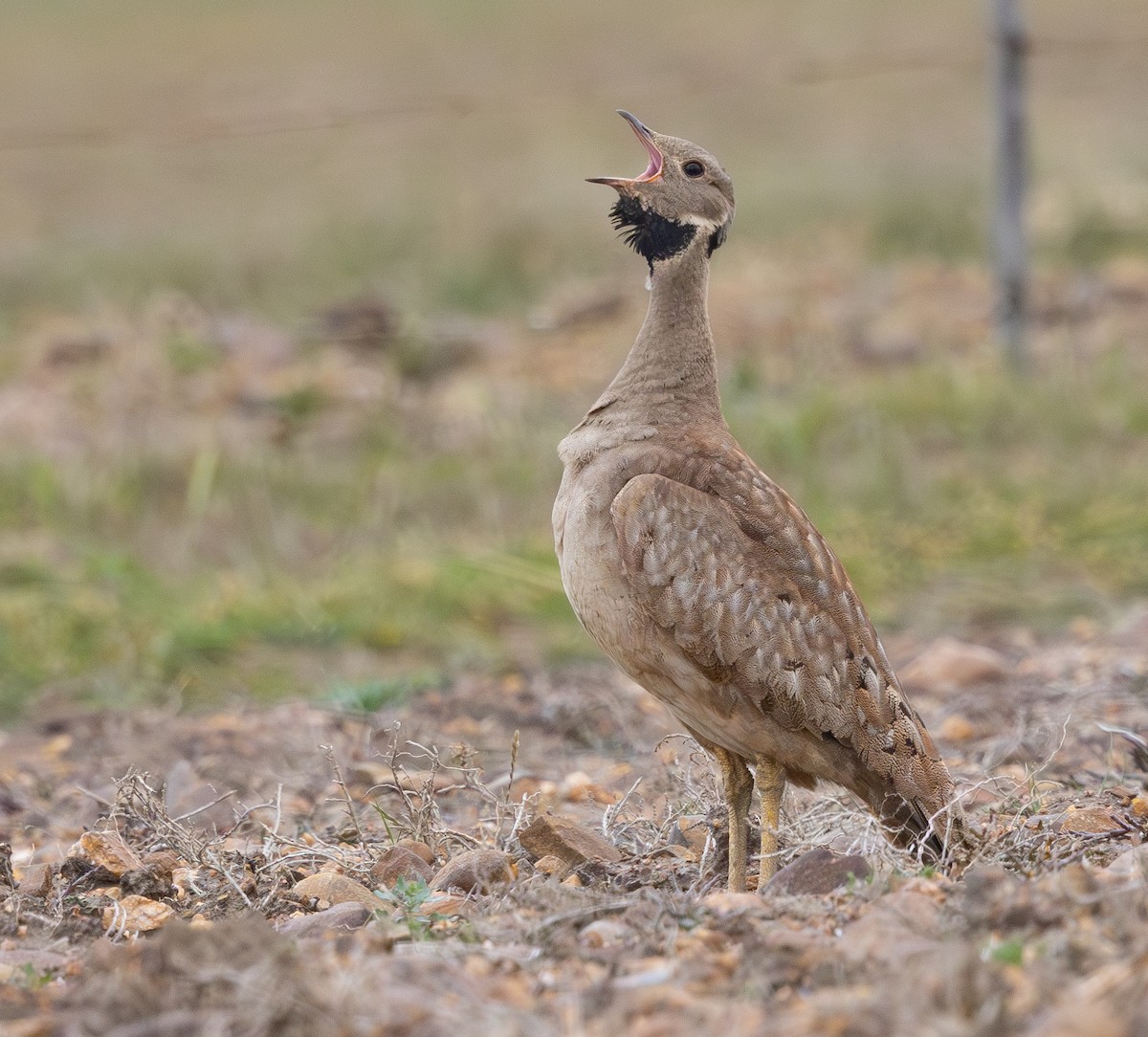 Karoo Bustard - ML642748226