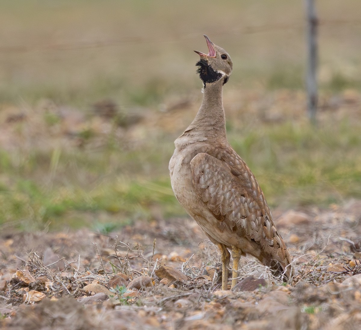 Karoo Bustard - ML642748227