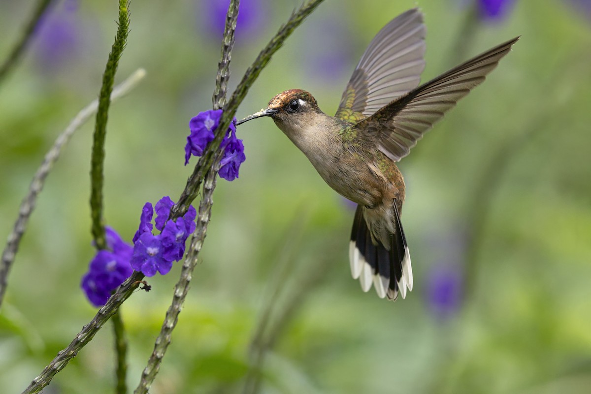 Андский цветноголов - ML642748252