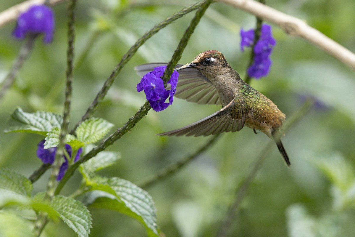 Андский цветноголов - ML642748253