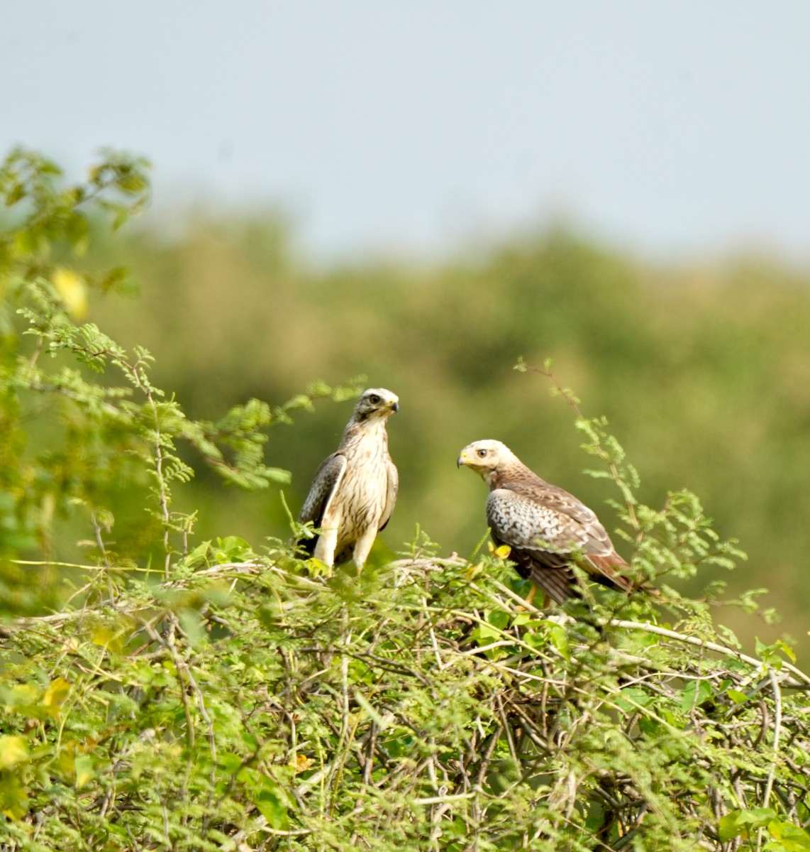 White-eyed Buzzard - ML642748273