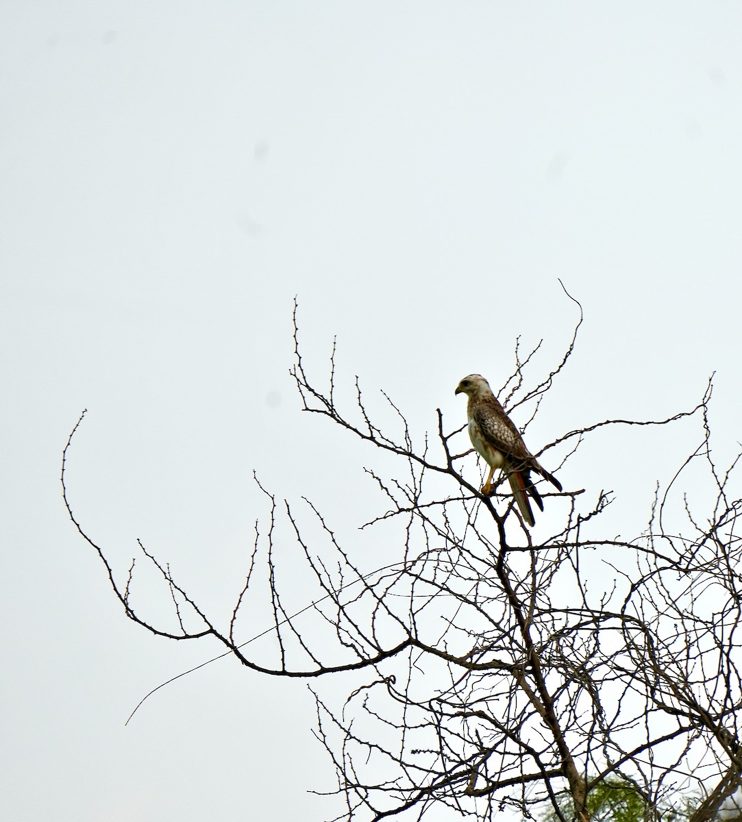 White-eyed Buzzard - ML642748274