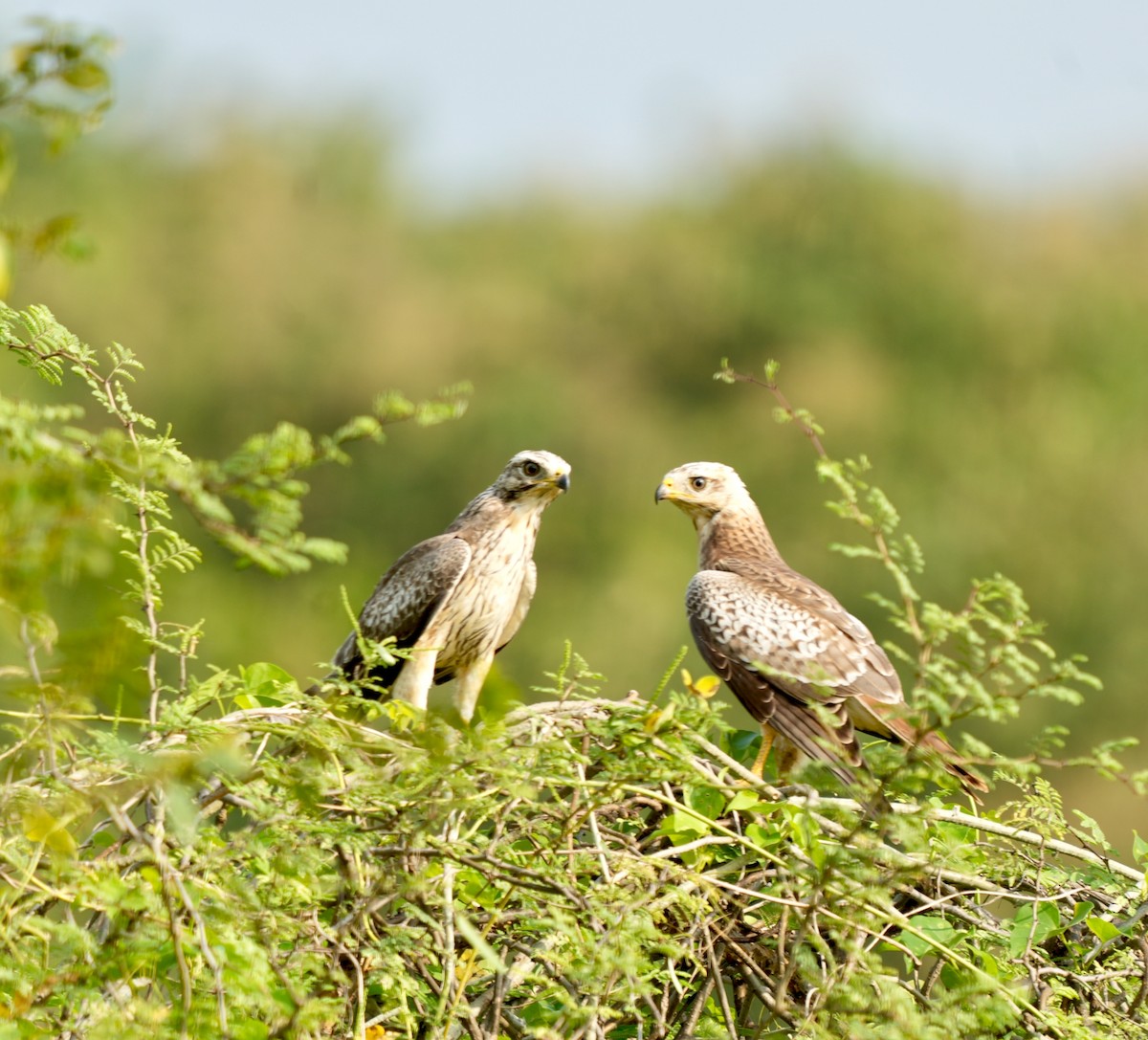 White-eyed Buzzard - ML642748275