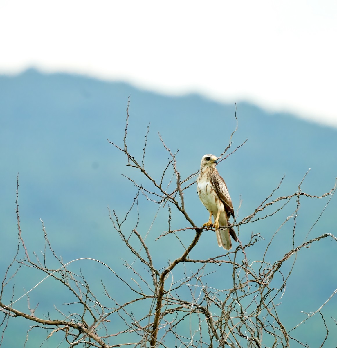White-eyed Buzzard - ML642748276