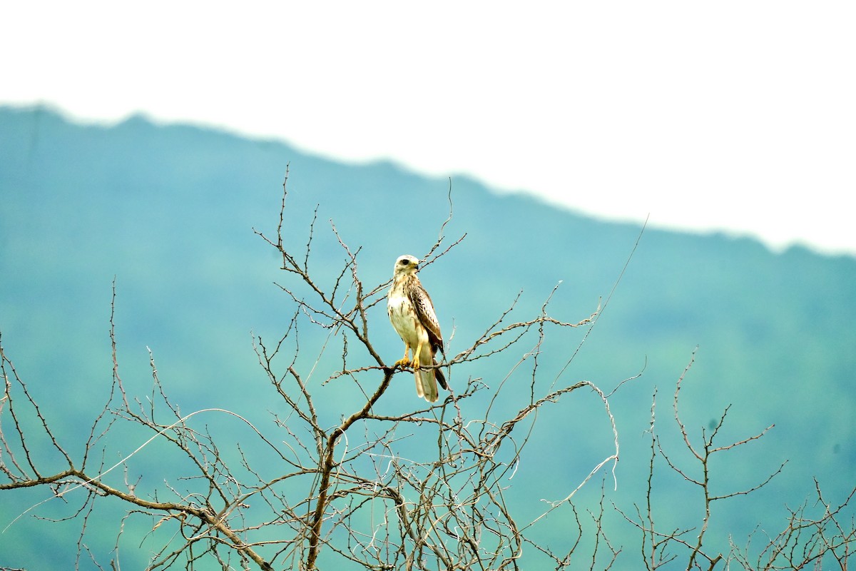 White-eyed Buzzard - ML642748277
