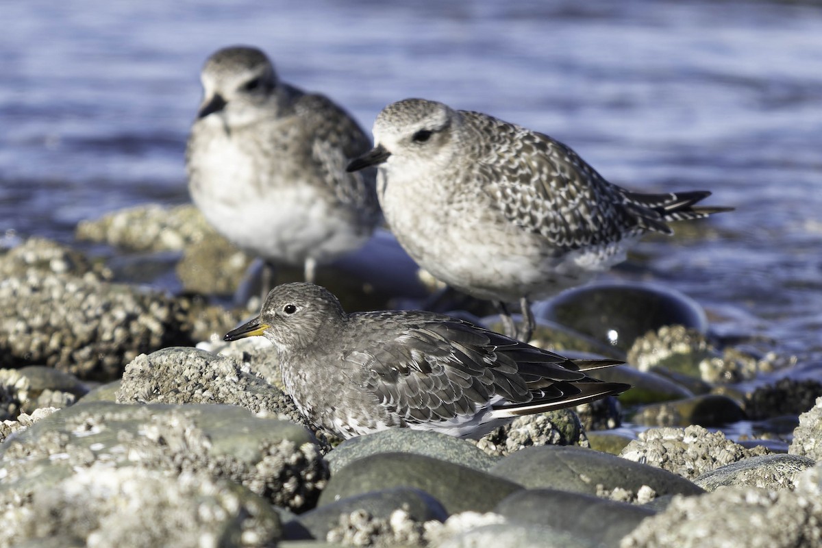 Surfbird - ML642748345