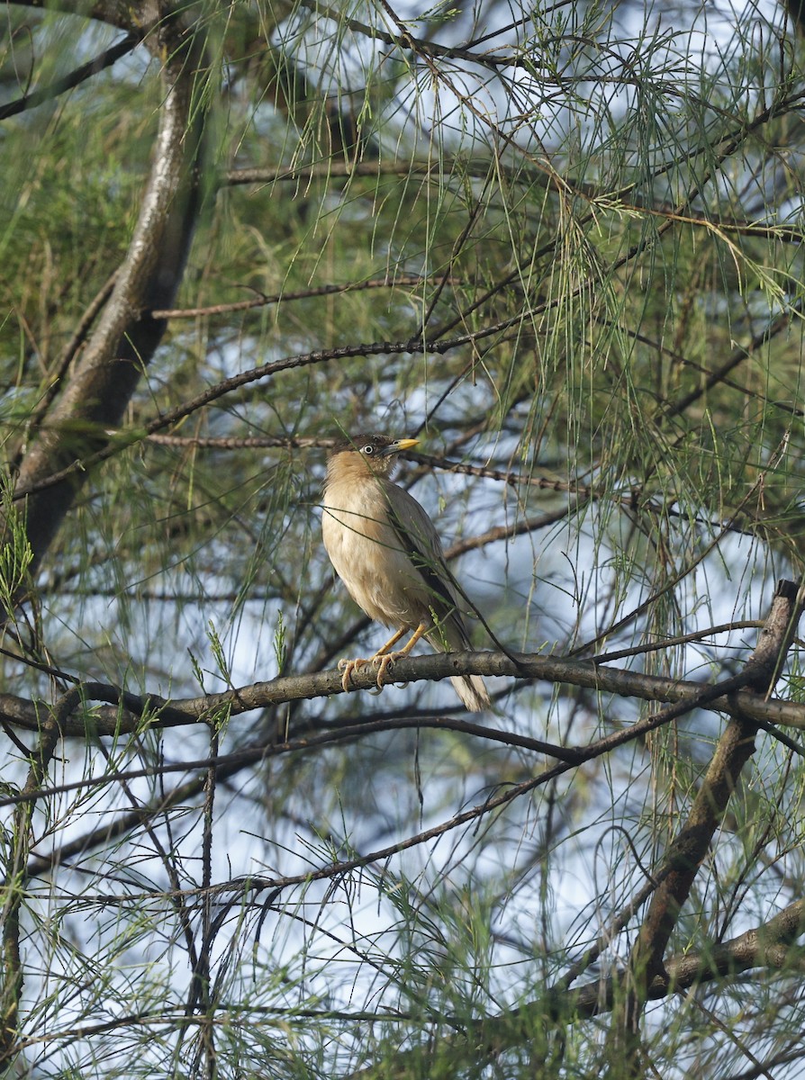 Brahminy Starling - ML642748388