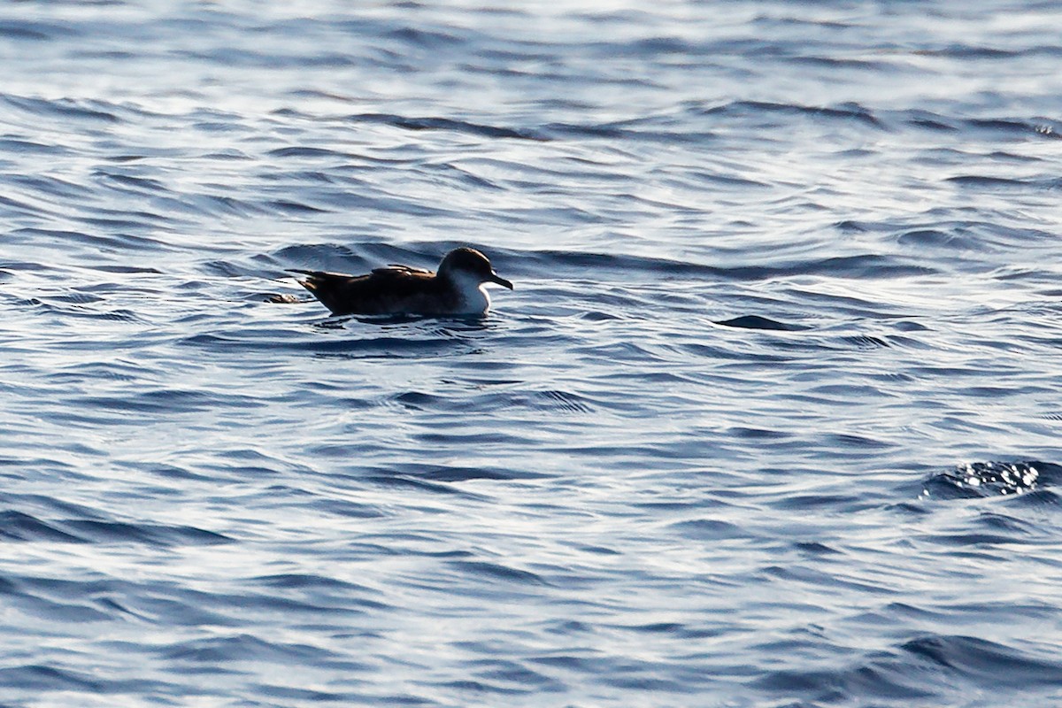 Balearic Shearwater - ML642748394
