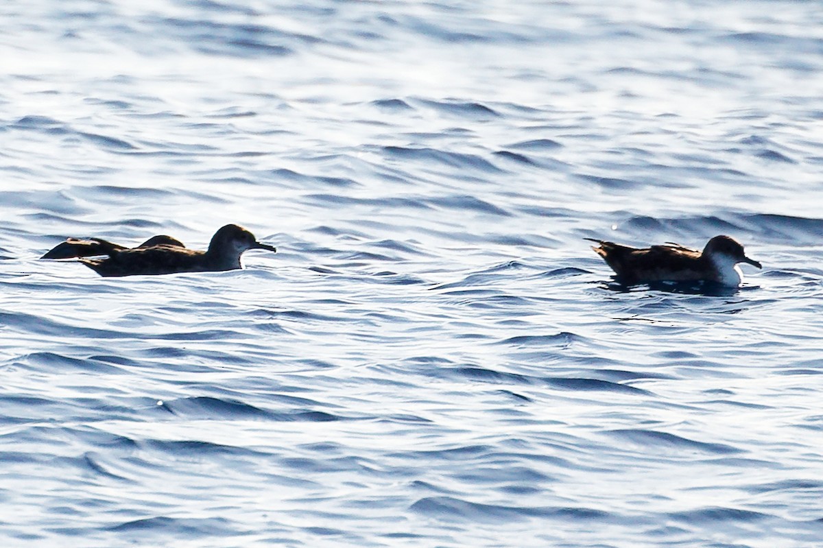 Balearic Shearwater - ML642748395
