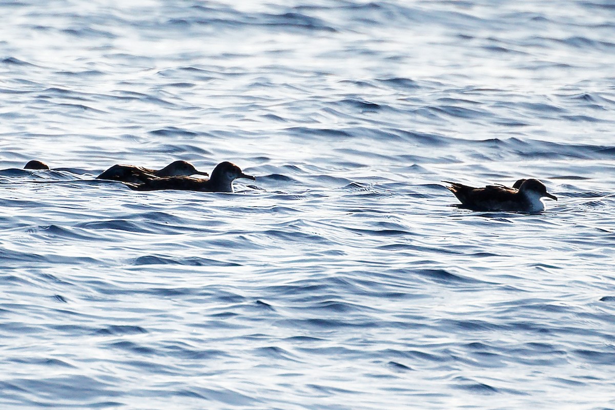 Balearic Shearwater - ML642748406