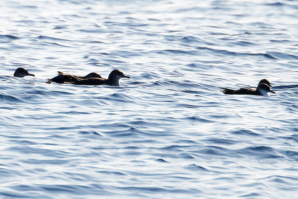Balearic Shearwater - ML642748412