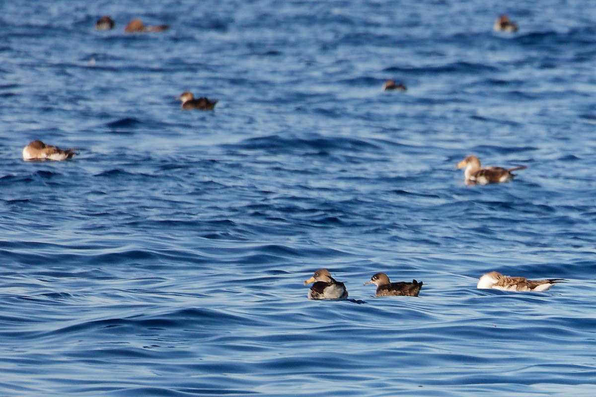 Balearic Shearwater - ML642748418