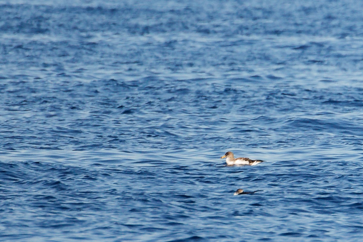 Balearic Shearwater - ML642748420