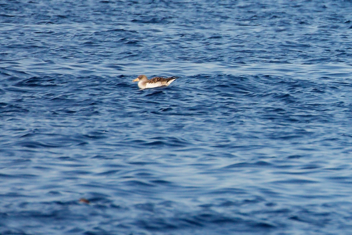 Balearic Shearwater - ML642748428