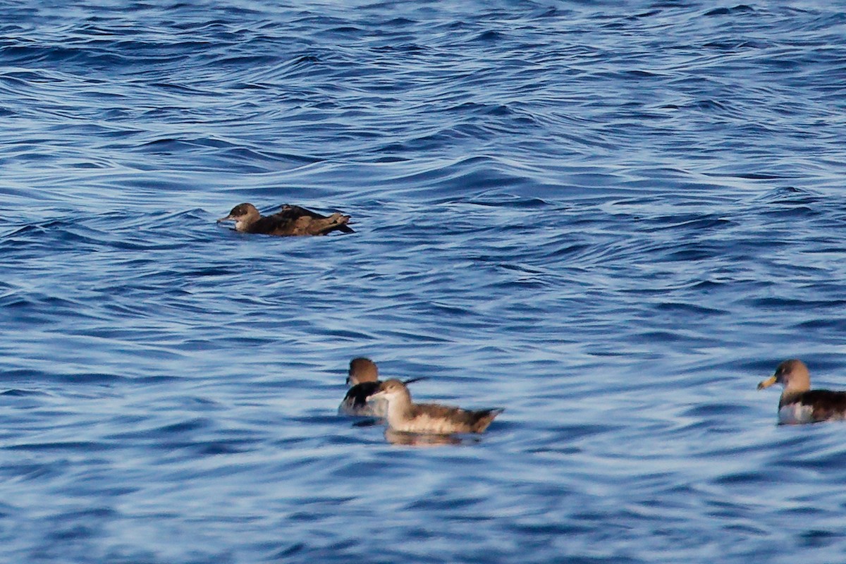 Balearic Shearwater - ML642748430