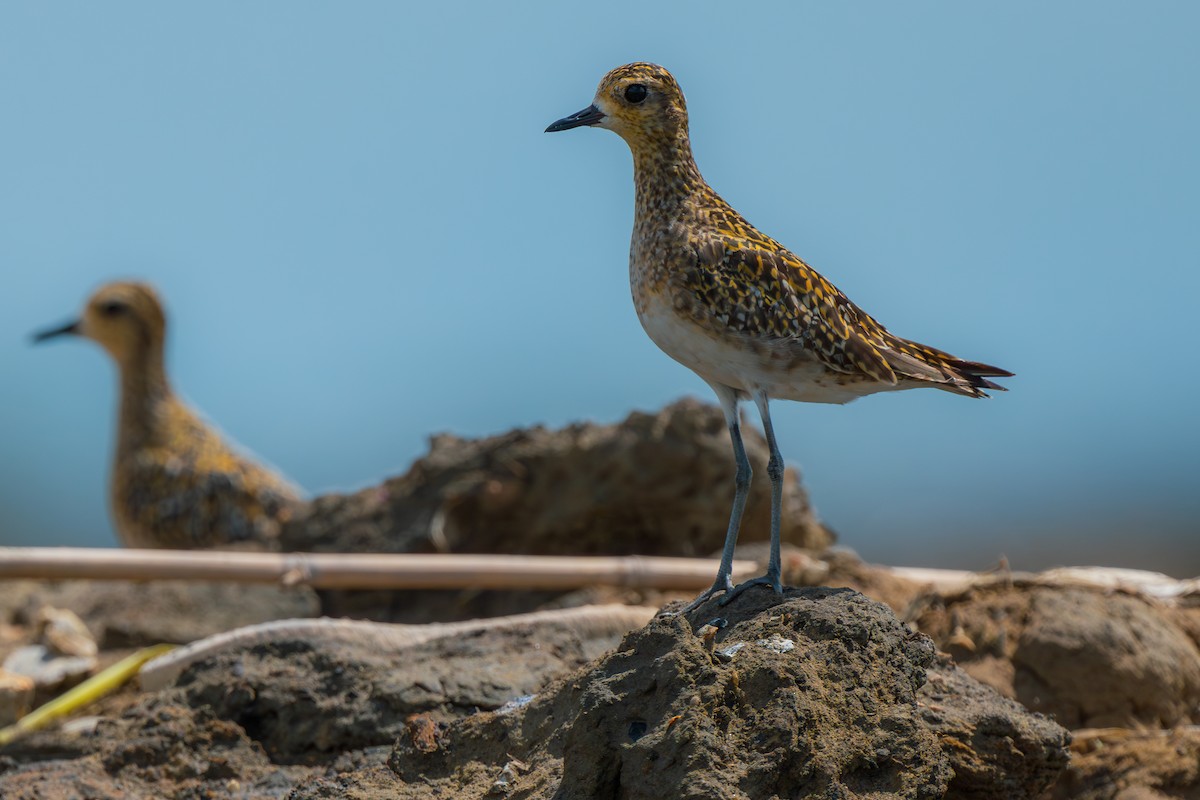 Pacific Golden-Plover - ML642748438