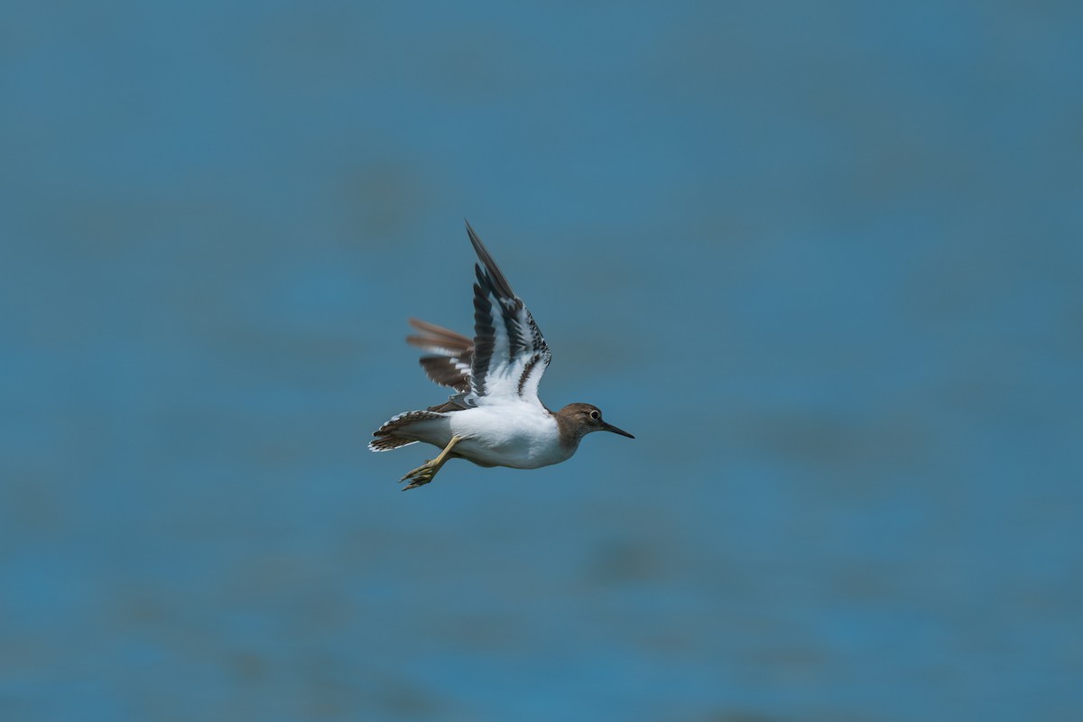 Common Sandpiper - ML642748444