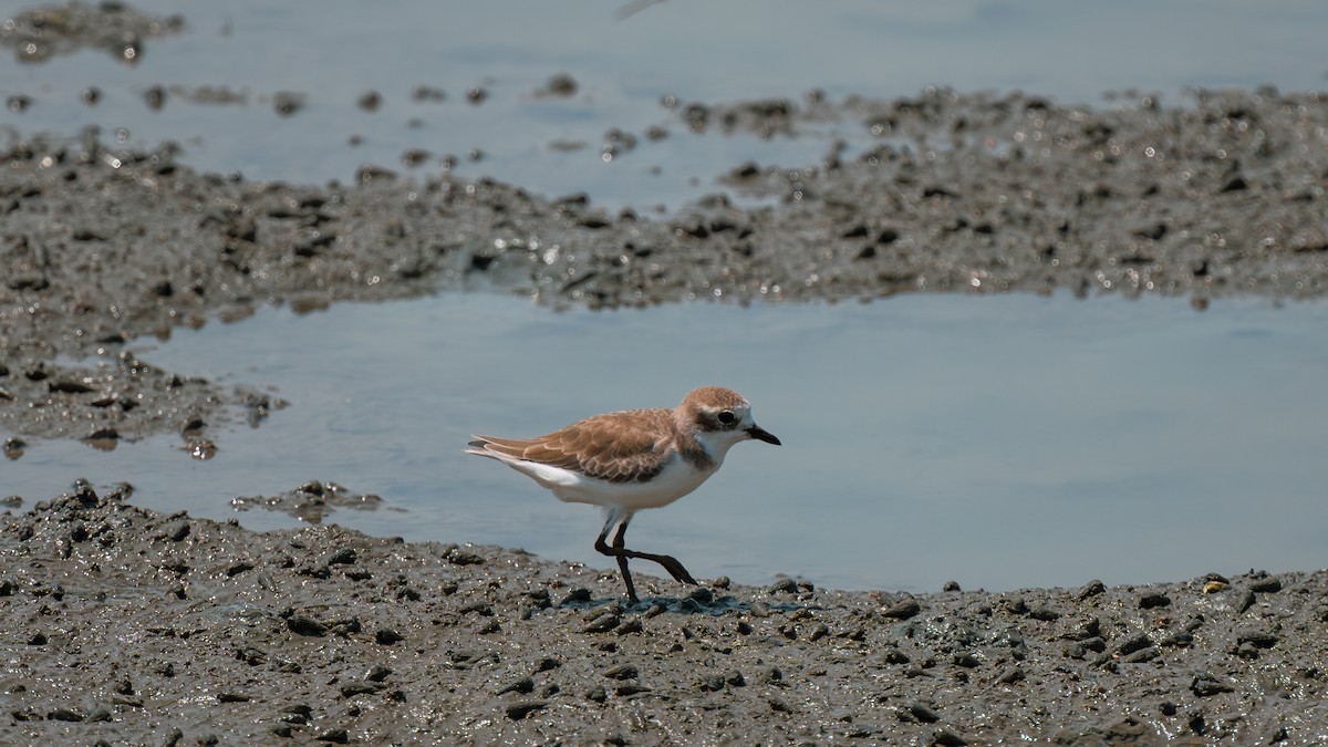 Tibetan Sand-Plover - ML642748454