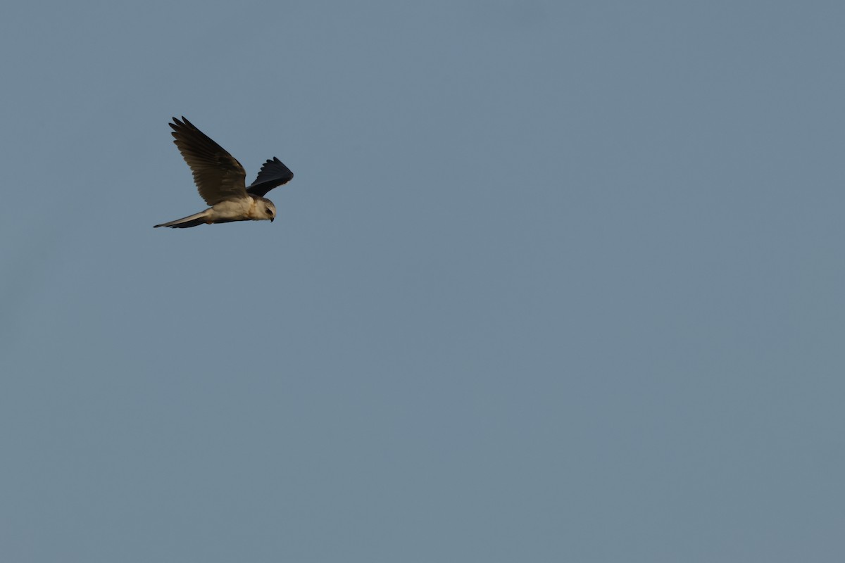 White-tailed Kite - ML642748459