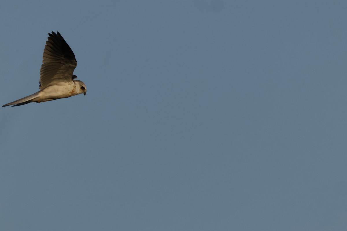 White-tailed Kite - ML642748460