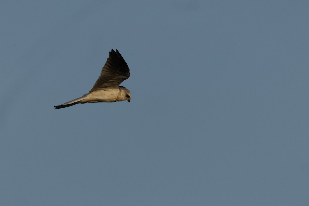 White-tailed Kite - ML642748461